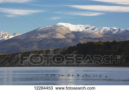 Stock Image - King cormorant/white-bellied shag (Phalacrocorax (atriceps) albiventer) flying low above Beagle Channel; Tierra del Fuego, Argentina. Fotosearch