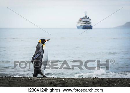 Stock Photograph - King penguin (Aptenodytes patagonicus) walking with ship in distance; Antarctica. Fotosearch