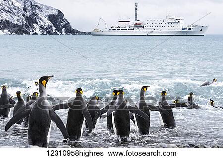 King Penguins (Aptenodytes patagonicus) getting into the water with a cruise ship in the background; South Georgia, South Georgia and the South Sandwich Islands, United Kingdom View Large Photo Image Stock Photograph - King Penguins (Aptenodytes patagonicus) getting into the water with a cruise ship in the background; South Georgia, South Georgia and the South Sandwich Islands, United Kingdom. Fotosearch