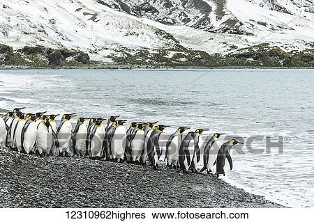 Stock Photograph - King penguins (Aptenodytes patagonicus) standing in a row on the shore and going into the water, Fortuna Bay; South Georgia, South Georgia and the South Sandwich Islands, United Kingdom. Fotosearch