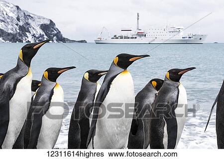 Stock Photograph - King Penguins (Aptenodytes patagonicus) and cruise ship; South Georgia, South Georgia and the South Sandwich Islands, United Kingdom. Fotosearch