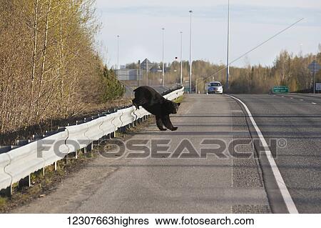 Stock Photograph - Large Black bear jumps a guard rail to cross the Seward Highway near Huffman Road. Spring. Southcentral Alaska.. Fotosearch