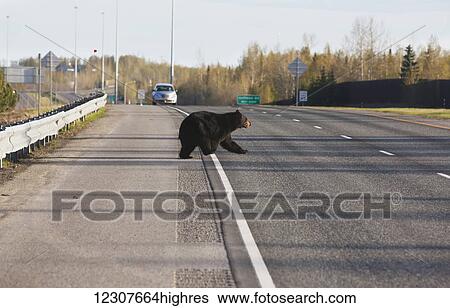 Large Black bear jumps a guard rail to cross the Seward Highway near Huffman Road. Spring. Southcentral Alaska. View Large Photo Image Stock Photograph - Large Black bear jumps a guard rail to cross the Seward Highway near Huffman Road. Spring. Southcentral Alaska.. Fotosearch