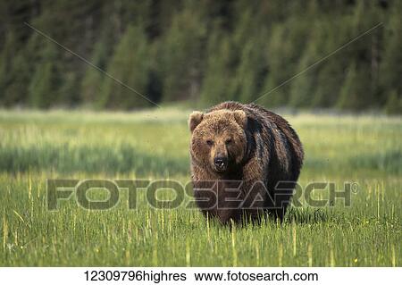 Stock Photograph - Large boar Brown bear standing in grass, Lake Clark National Park, Southcentral Alaska, USA. Fotosearch