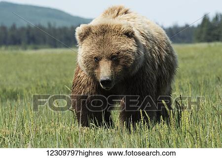 Large boar Brown bear standing in grass, Lake Clark National Park, Southcentral Alaska, USA View Large Photo Image Stock Photograph - Large boar Brown bear standing in grass, Lake Clark National Park, Southcentral Alaska, USA. Fotosearch