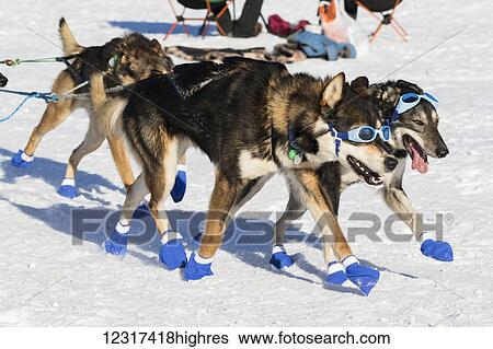 Stock Photograph - Lead dogs wearing sunglasses during the 2016 Iditarod, Southcentral Alaska, USA. Fotosearch