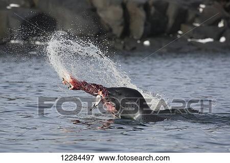 Leopard Seal (Hydrurga leptonyx) catching Gentoo Penguin (Pygoscelis papua), Port Lockroy, Antarctic Peninsula; Antarctica View Large Photo Image Stock Photo - Leopard Seal (Hydrurga leptonyx) catching Gentoo Penguin (Pygoscelis papua), Port Lockroy, Antarctic Peninsula; Antarctica. Fotosearch