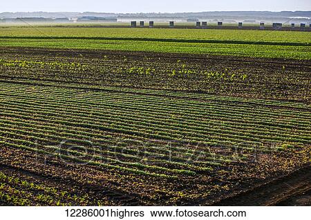 Stock Photograph - Lettuce fields, Hollard Marsh; Bradford, Ontario, Canada. Fotosearch