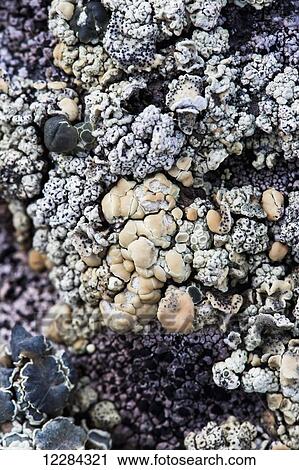 Lichen on rock at Almirante Brown Antarctic Base, Antarctic Peninsula; Antarctica View Large Photo Image Stock Image - Lichen on rock at Almirante Brown Antarctic Base, Antarctic Peninsula; Antarctica. Fotosearch