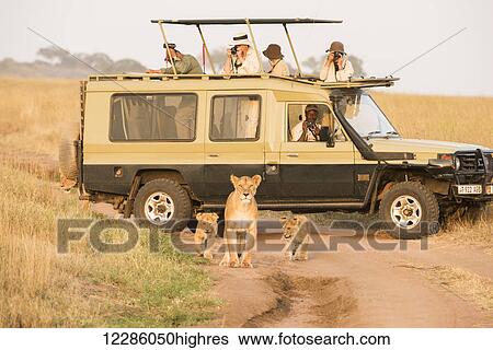 Lioness (Panthera leo) with young cubs walk on dirt road in front of tourists in safari vehicle, Serengeti National Park; Tanzania View Large Photo Image Stock Photograph - Lioness (Panthera leo) with young cubs walk on dirt road in front of tourists in safari vehicle, Serengeti National Park; Tanzania. Fotosearch