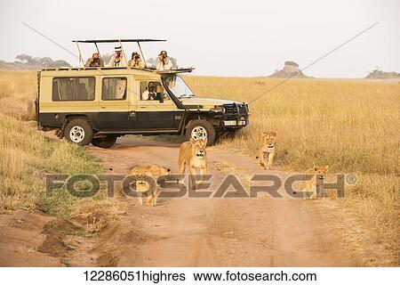 Lionesses (Panthera leo) with young cubs walk on dirt road in front of tourists in safari vehicle, Serengeti National Park; Tanzania View Large Photo Image Stock Photograph - Lionesses (Panthera leo) with young cubs walk on dirt road in front of tourists in safari vehicle, Serengeti National Park; Tanzania. Fotosearch