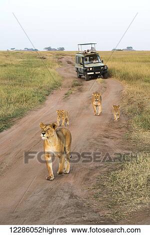 Lionesses (Panthera leo) with young cubs walk on dirt road in front of tourists in safari vehicle, Serengeti National Park; Tanzania View Large Photo Image Stock Photograph - Lionesses (Panthera leo) with young cubs walk on dirt road in front of tourists in safari vehicle, Serengeti National Park; Tanzania. Fotosearch
