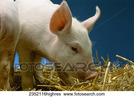 Stock Photograph - Livestock - Swine, a Yorkshire piglet on straw / Waunakee, Wisconsin, USA.. Fotosearch