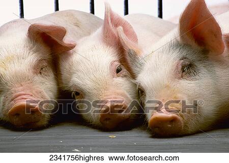 Stock Photograph - Livestock - Swine, three Yorkshire piglets laying on floor / Waunakee, Wisconsin, USA.. Fotosearch