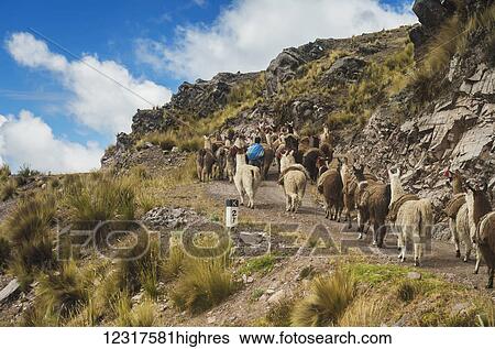 Llamas (llama glama) and their keeper make their way up a mountain road near the town of Sullomayo; Cusco, Peru View Large Photo Image Stock Photograph - Llamas (llama glama) and their keeper make their way up a mountain road near the town of Sullomayo; Cusco, Peru. Fotosearch