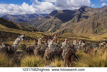 Stock Photograph - Llamas (llama glama) and their keeper make their way through the foothills of the Andes mountains near the town of Sullomayo; Cusco, Peru. Fotosearch