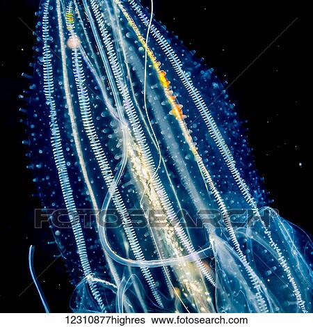 Stock Photograph - Lobate ctenophore or comb jelly (Leucothea multicornis) that was photographed close-up several miles offshore of Hawaii Island during a blackwater scuba dive; Island of Hawaii, Hawaii, United States of America. Fotosearch