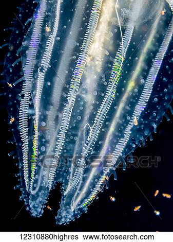 Stock Photograph - Lobate ctenophore or comb jelly (Leucothea multicornis) that was photographed close-up several miles offshore of Hawaii Island during a blackwater scuba dive; Island of Hawaii, Hawaii, United States of America. Fotosearch