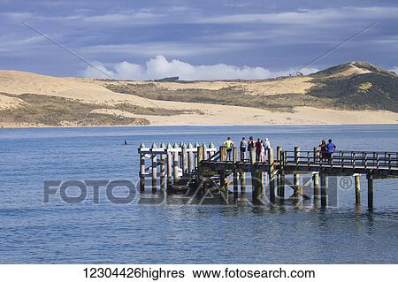 Looking out into the Tasman Sea from the beachfront in the Hokianga Harbor, a killer whale swims close by the shore; Omapere, Northland, New Zealand View Large Photo Image Stock Photograph - Looking out into the Tasman Sea from the beachfront in the Hokianga Harbor, a killer whale swims close by the shore; Omapere, Northland, New Zealand. Fotosearch