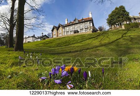 Stock Photograph - Low angle view of a large house at the top of a grassy hill and tulips blossoming in the foreground; Whitburn, Tyne and Wear, England. Fotosearch