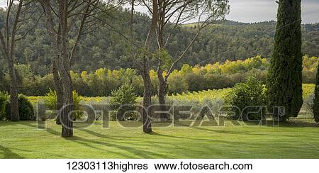 Lush grass and forest over hills with a vineyard in a field; Gaiole in Chianti, Toscana, Italy View Large Photo Image Stock Photograph - Lush grass and forest over hills with a vineyard in a field; Gaiole in Chianti, Toscana, Italy. Fotosearch