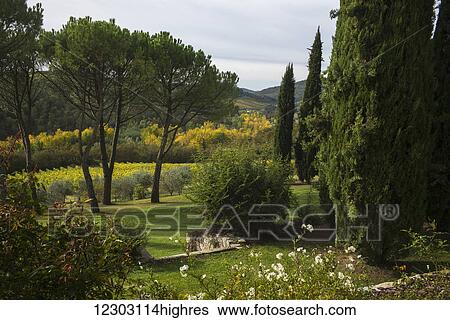 Lush grass and hills with a vineyard in a field; Gaiole in Chianti, Toscana, Italy View Large Photo Image Stock Photograph - Lush grass and hills with a vineyard in a field; Gaiole in Chianti, Toscana, Italy. Fotosearch