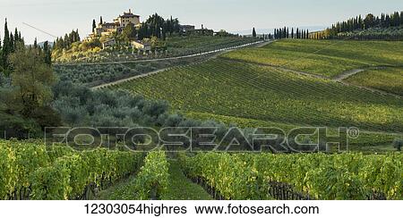 Lush vineyards on a hilly landscape; Gaiole in Chianti, Toscana, Italy View Large Photo Image Stock Photograph - Lush vineyards on a hilly landscape; Gaiole in Chianti, Toscana, Italy. Fotosearch