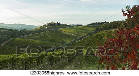 Stock Photograph - Lush vineyards on a hilly landscape; Gaiole in Chianti, Toscana, Italy. Fotosearch