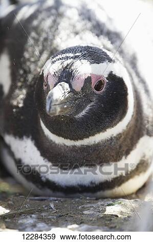 Stock Photo - Magellanic penguins (Spheniscus magellanicus) on beach near the lions heads in Monte Leon National Park; Santa Cruz Province, Argentina. Fotosearch