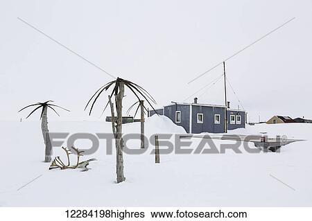 Stock Photograph - Makeshift palm trees in snowbanks outside a Barrow home, North Slope, Arctic Alaska, USA, Winter. Fotosearch