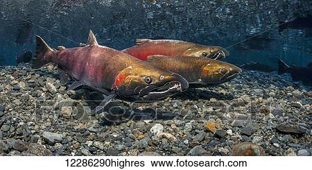 Male Coho Salmon (Oncorhynchus kisutch) hovers over the redd as female atempts to chase away an intruder, Southcentral Alaska View Large Photo Image Stock Photograph - Male Coho Salmon (Oncorhynchus kisutch) hovers over the redd as female atempts to chase away an intruder, Southcentral Alaska. Fotosearch