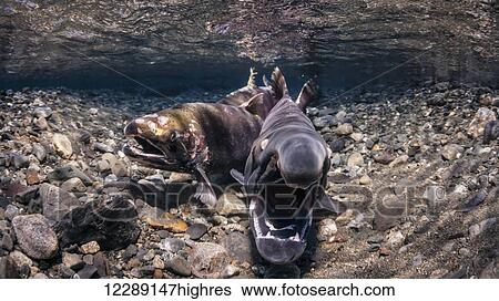 Male Coho Salmon (Oncorhynchus kisutch) responding to the female's probing by gaping, underwater view in an Alaskan stream during autumn. View Large Photo Image Stock Photograph - Male Coho Salmon (Oncorhynchus kisutch) responding to the female's probing by gaping, underwater view in an Alaskan stream during autumn.. Fotosearch