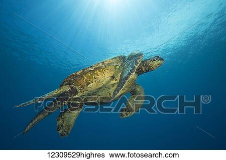 Stock Photograph - Male green sea turtles (Chelonia mydas), an endangered species, have a much longer tail then the females, as pictured here; Hawaii, United States of America. Fotosearch