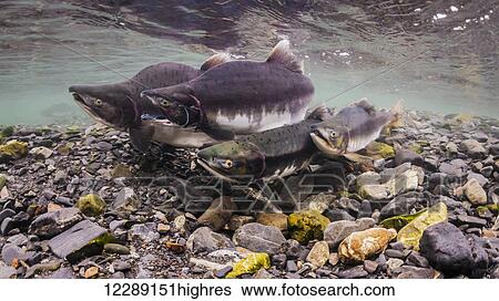 Male Pink Salmon (Oncorhynchus gorbuscha) using the gape threat to oust an alpha competitor while a small sneaker male approaches along the opposite side of the female in an intertidal stream that is a tributary of Prince William Sound, Alaska View Large Photo Image Stock Photograph - Male Pink Salmon (Oncorhynchus gorbuscha) using the gape threat to oust an alpha competitor while a small sneaker male approaches along the opposite side of the female in an intertidal stream that is a tributary of Prince William Sound, Alaska. Fotosearch