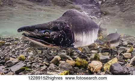 Male Pink Salmon (Oncorhynchus gorbuscha) underwater in an Alaskan intertidal stream during the summer. View Large Photo Image Stock Photograph - Male Pink Salmon (Oncorhynchus gorbuscha) underwater in an Alaskan intertidal stream during the summer.. Fotosearch