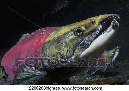 Male Sockeye Salmon (Oncorhynchus nerka) threatens another male by raising his jaws and tilting his head, Southcentral Alaska, Summer View Large Photo Image Stock Photograph - Male Sockeye Salmon (Oncorhynchus nerka) threatens another male by raising his jaws and tilting his head, Southcentral Alaska, Summer. Fotosearch