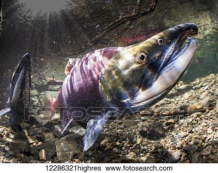 Male Sockeye Salmon (Oncorhynchus nerka) threatens another male by raising his formidable jaws with this tilted head posture in an Alaskan stream during early summer. View Large Photo Image Stock Photograph - Male Sockeye Salmon (Oncorhynchus nerka) threatens another male by raising his formidable jaws with this tilted head posture in an Alaskan stream during early summer.. Fotosearch
