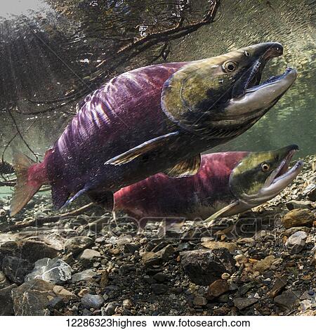 Male Sockeye Salmon (Oncorhynchus nerka) threatens another male by raising his formidable jaws with this tilted head posture, underwater view in an Alaskan stream during early summer; Cordova, Alaska, United States of America View Large Photo Image Stock Photograph - Male Sockeye Salmon (Oncorhynchus nerka) threatens another male by raising his formidable jaws with this tilted head posture, underwater view in an Alaskan stream during early summer; Cordova, Alaska, United States of America. Fotosearch