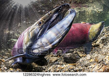 Male Sockeye Salmon (Oncorhynchus nerka) threatens another male by raising his formidable jaws with this tilted head posture in an Alaskan stream during early summer. View Large Photo Image Stock Photograph - Male Sockeye Salmon (Oncorhynchus nerka) threatens another male by raising his formidable jaws with this tilted head posture in an Alaskan stream during early summer.. Fotosearch