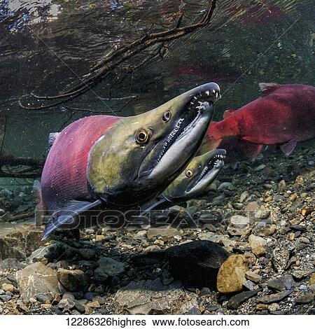 Male Sockeye Salmon (Oncorhynchus nerka) threatens another male by raising his formidable jaws with this tilted head posture in an Alaskan stream during early summer. View Large Photo Image Stock Photograph - Male Sockeye Salmon (Oncorhynchus nerka) threatens another male by raising his formidable jaws with this tilted head posture in an Alaskan stream during early summer.. Fotosearch