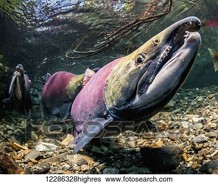 Stock Photograph - Male Sockeye Salmon (Oncorhynchus nerka) threatens another male by raising his formidable jaws with this tilted head posture in an Alaskan stream during early summer.. Fotosearch