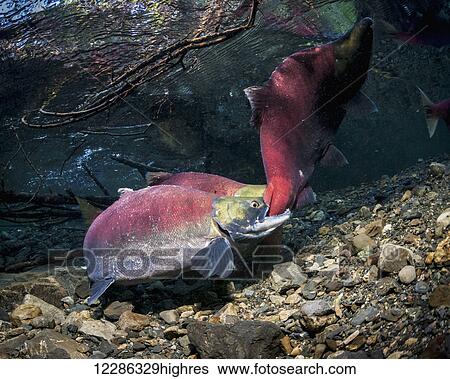 Male Sockeye Salmon (Oncorhynchus nerka) attacking a competitor in an Alaskan stream during early summer. View Large Photo Image Stock Photograph - Male Sockeye Salmon (Oncorhynchus nerka) attacking a competitor in an Alaskan stream during early summer.. Fotosearch