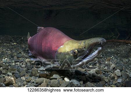 Stock Photograph - Male Sockeye Salmon (Oncorhynchus nerka) in an Alaskan stream during summer.. Fotosearch