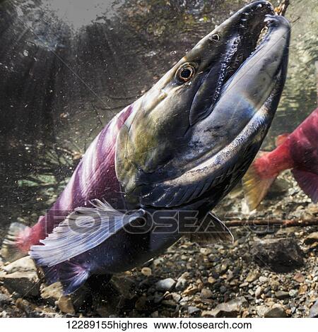 Male Sockeye Salmon (Oncorhynchus nerka) threatens another male by raising his formidable jaws with this tilted head posture in an Alaskan stream during early summer. View Large Photo Image Stock Photograph - Male Sockeye Salmon (Oncorhynchus nerka) threatens another male by raising his formidable jaws with this tilted head posture in an Alaskan stream during early summer.. Fotosearch