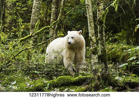Stock Photograph - Male Spirit bear in the Great Bear Rain forest, Gribbell Island, British Columbia, Canada. Fotosearch