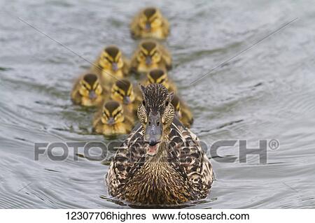 Stock Photograph - Mallard duck hen with ducklings at Potter Marsh in Summer. Southcentral Alaska.. Fotosearch