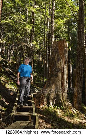 Man hiking on the Gavin Hill trail in the boreal rain forest, Sitka, Southeast Alaska, USA, summer View Large Photo Image Stock Photograph - Man hiking on the Gavin Hill trail in the boreal rain forest, Sitka, Southeast Alaska, USA, summer. Fotosearch
