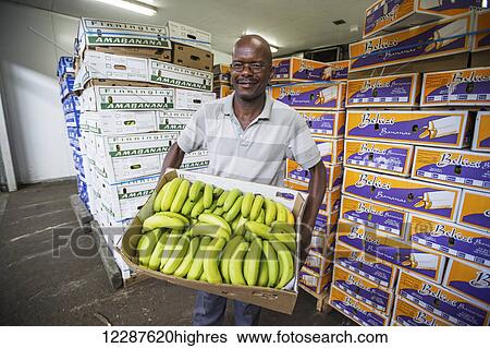 Man holding box of green bananas at the Tshwane Fresh Produce Market; Pretoria, Gautang, South Africa View Large Photo Image Stock Photograph - Man holding box of green bananas at the Tshwane Fresh Produce Market; Pretoria, Gautang, South Africa. Fotosearch