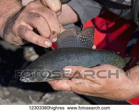 Man holds a Graylng caught on the Marsh Fork of the Canning River in the Arctic National Wildlife Refuge, Summer, Alaska View Large Photo Image Stock Photograph - Man holds a Graylng caught on the Marsh Fork of the Canning River in the Arctic National Wildlife Refuge, Summer, Alaska. Fotosearch