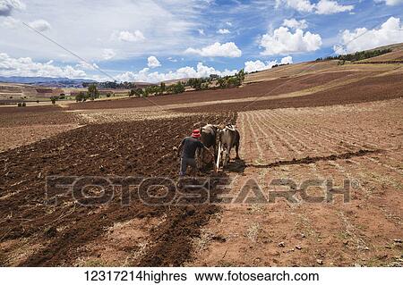 Stock Photograph - Man plows field with oxen in Sacred Valley near Urubamba; Cusco, Peru. Fotosearch